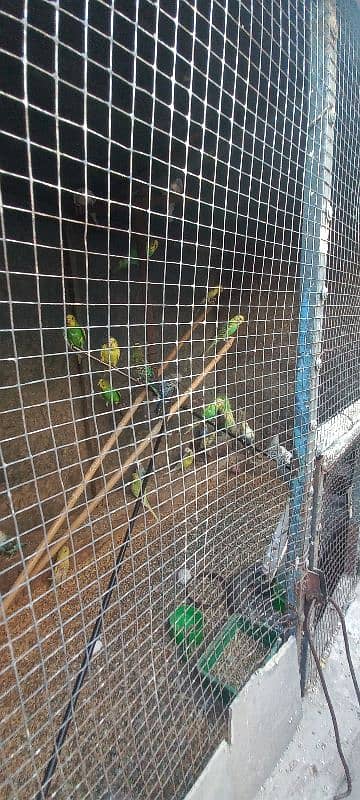 breeder parrots available &children available no: 03004127158 3