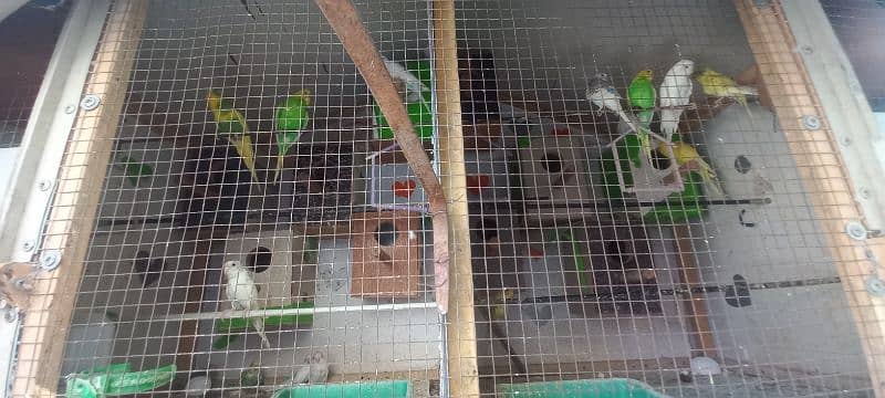 breeder parrots available &children available no: 03004127158 4