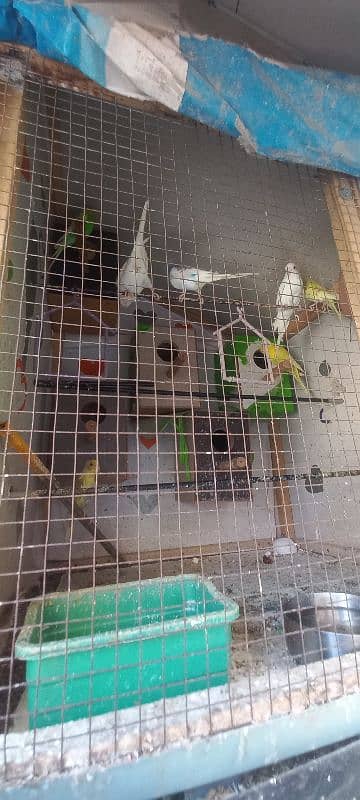 breeder parrots available &children available no: 03004127158 5