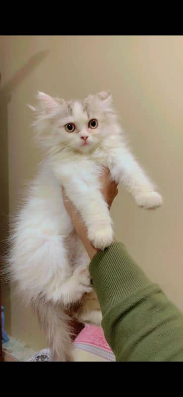 Persian male kitten 1