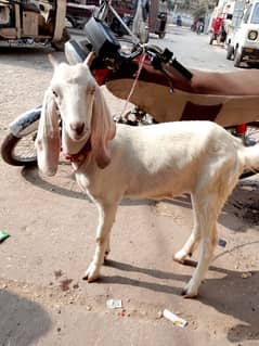 path bakri