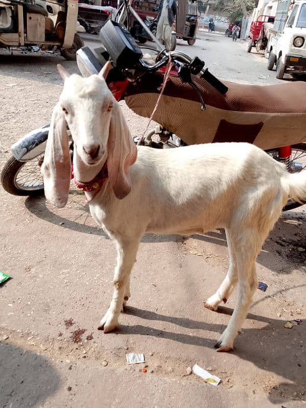 path bakri 0