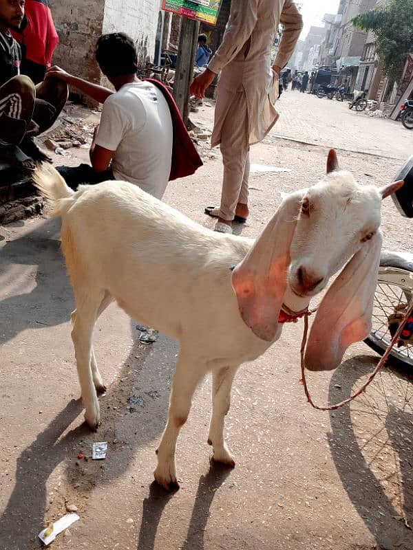 path bakri 4