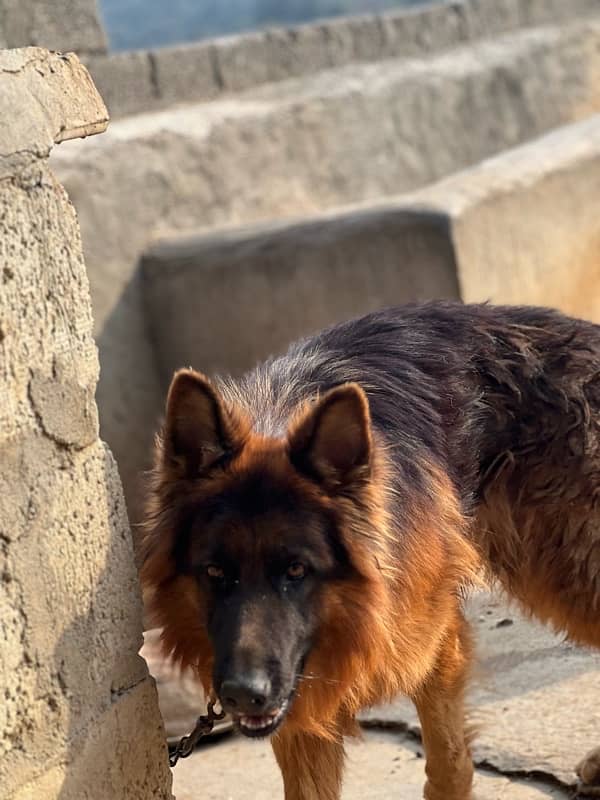 German shepherd 11 months old male 1