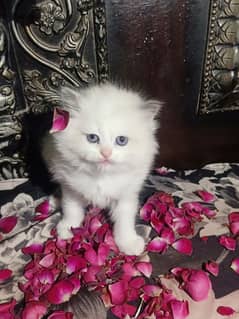 Persian kitten