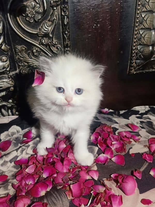 Persian kitten 0