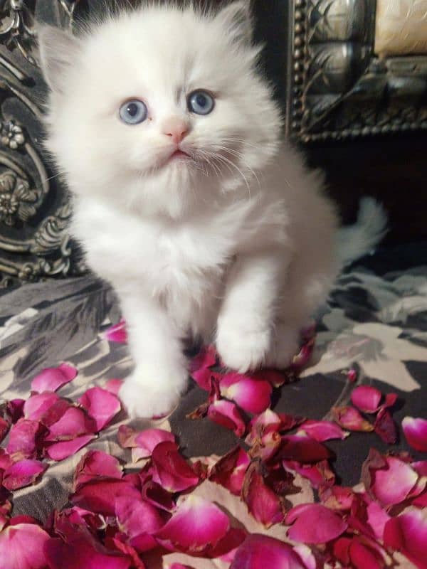 Persian kitten 1