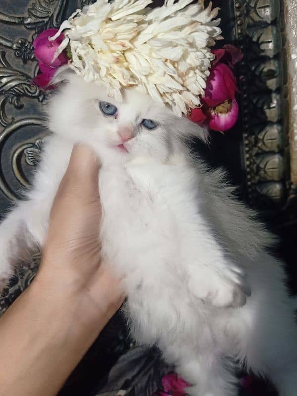 Persian kitten 2