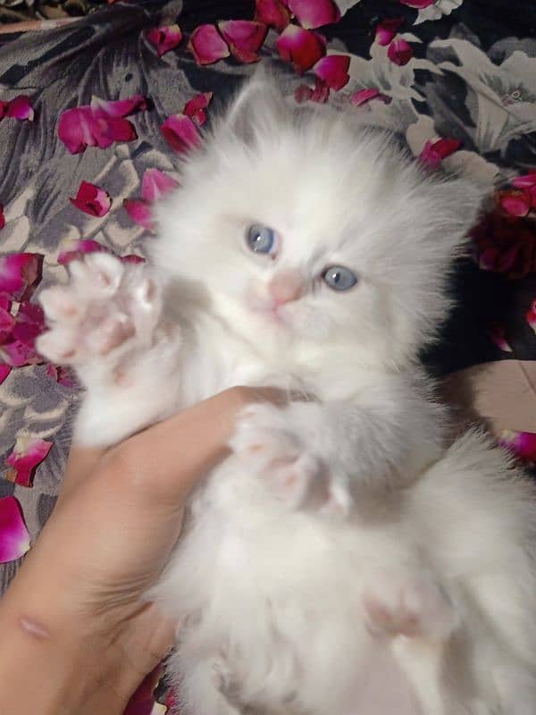 Persian kitten 3