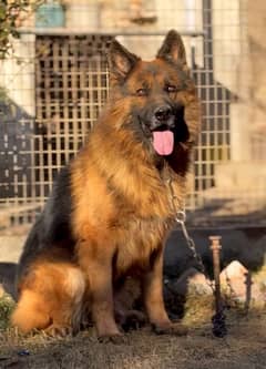 long coat German shepherd male