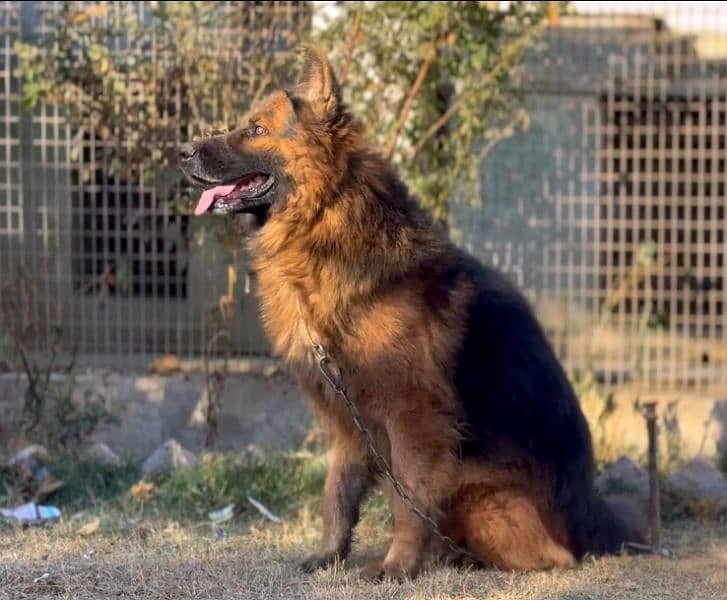 long coat German shepherd male 1