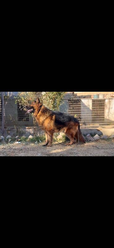 long coat German shepherd male 2