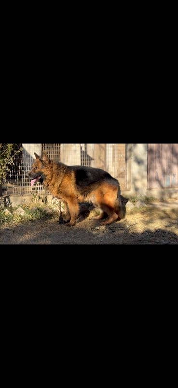 long coat German shepherd male 3