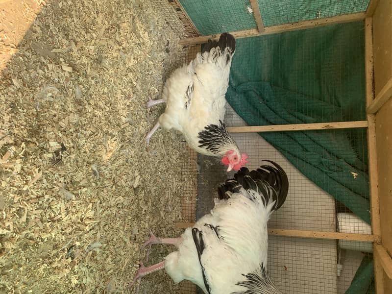 light sussex young breeder pair fr sale 2