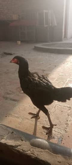 eggs start black aseel madi for sell