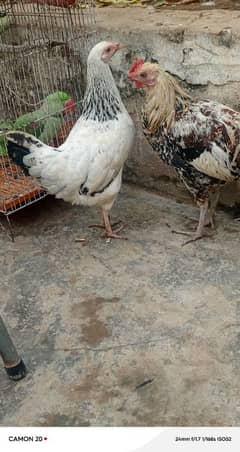 pair desi hens