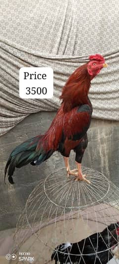 aseel murga for sale contact 03433644676