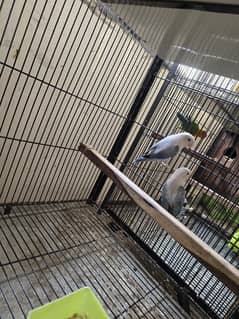 love birds breeder pair setup sale