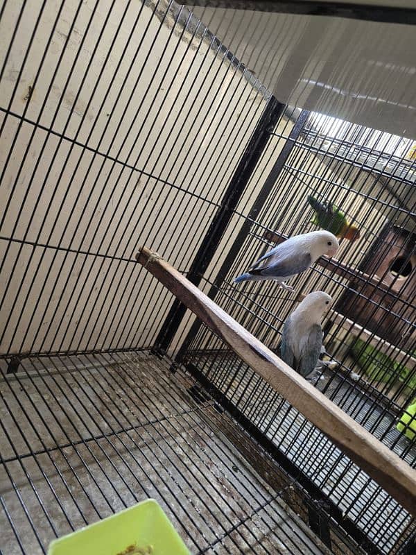 love birds breeder pair setup sale 0