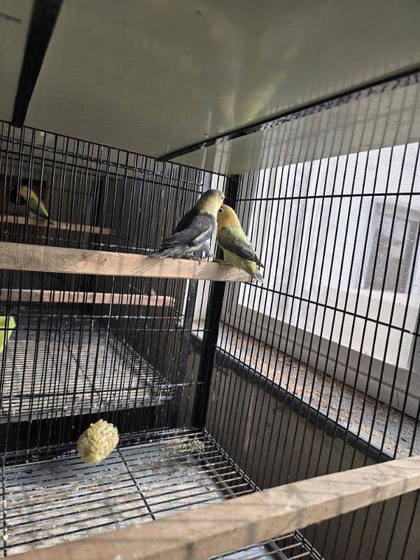 love birds breeder pair setup sale 1