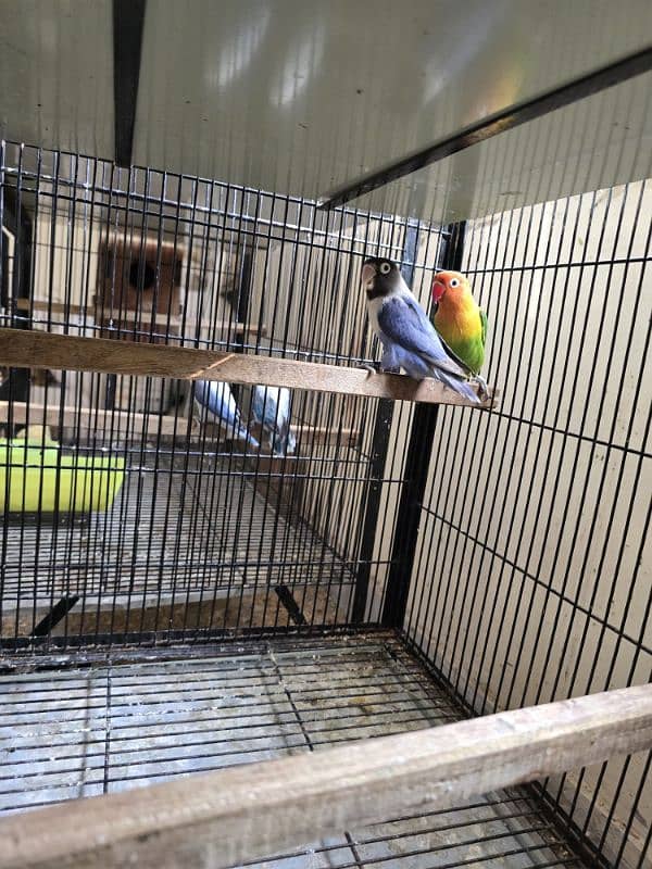 love birds breeder pair setup sale 5