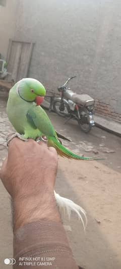 PARROT