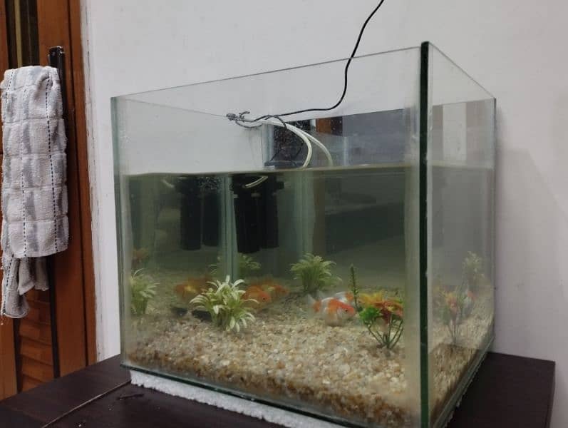 Fish Aquarium with 2 gold fish, stones & filter 1