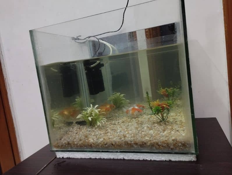 Fish Aquarium with 2 gold fish, stones & filter 2