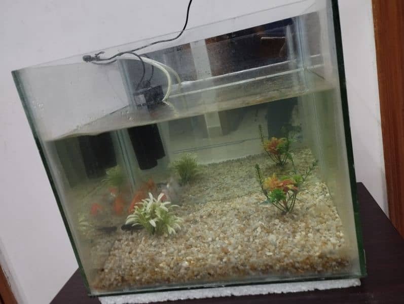 Fish Aquarium with 2 gold fish, stones & filter 3