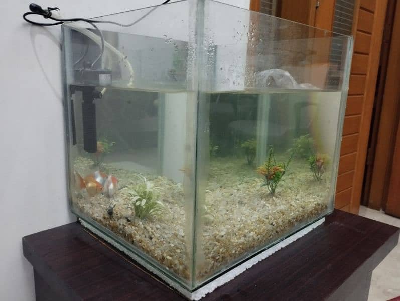 Fish Aquarium with 2 gold fish, stones & filter 5