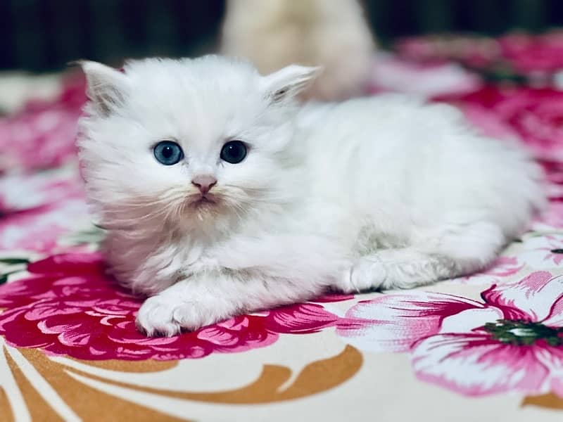 Male persian kitten 1