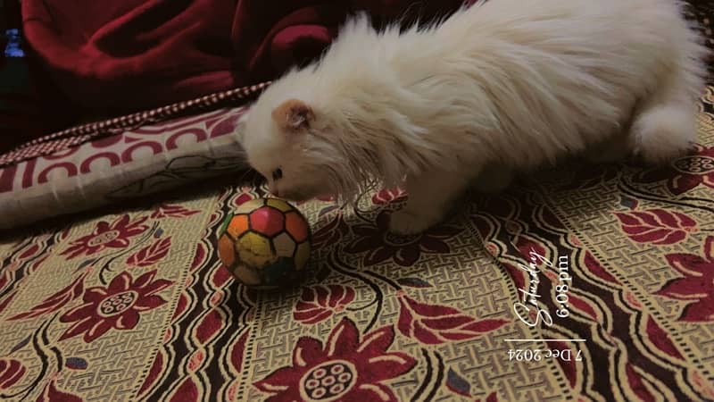 Male persian kitten 2