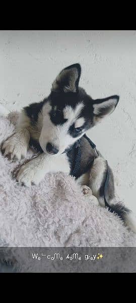 5 Months Husky 2