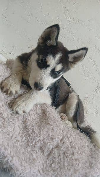 5 Months Husky 4