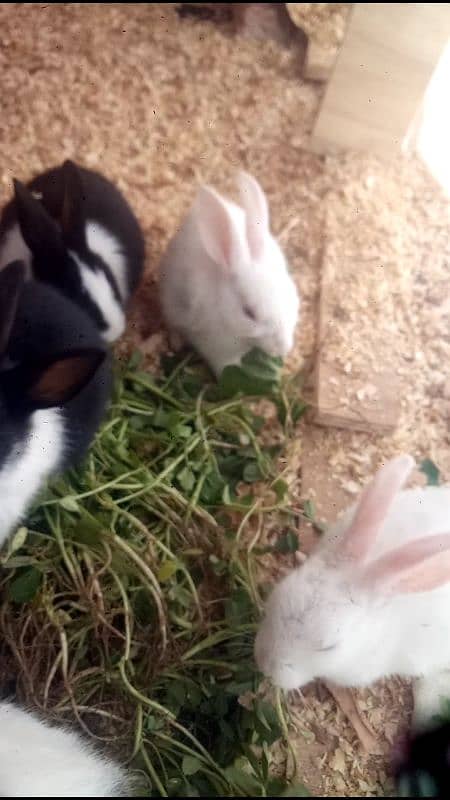 rabbits babies for sale 0