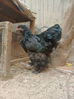 Black Heavy Buff females for Sale golden buff aseel chicks