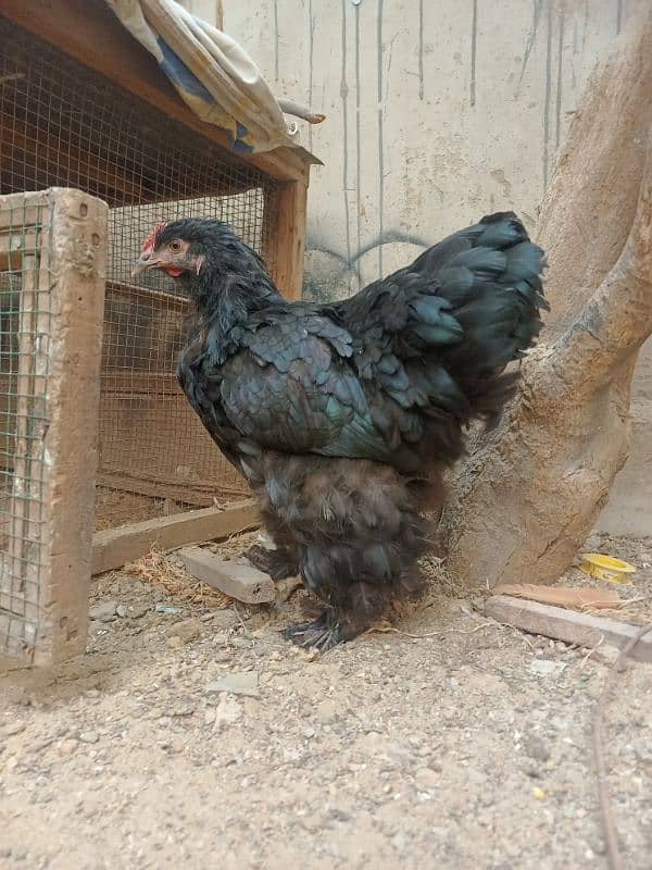 Black Heavy Buff females for Sale golden buff aseel chicks 0