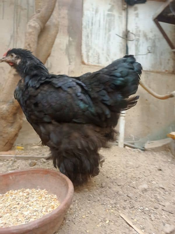 Black Heavy Buff females for Sale golden buff aseel chicks 1