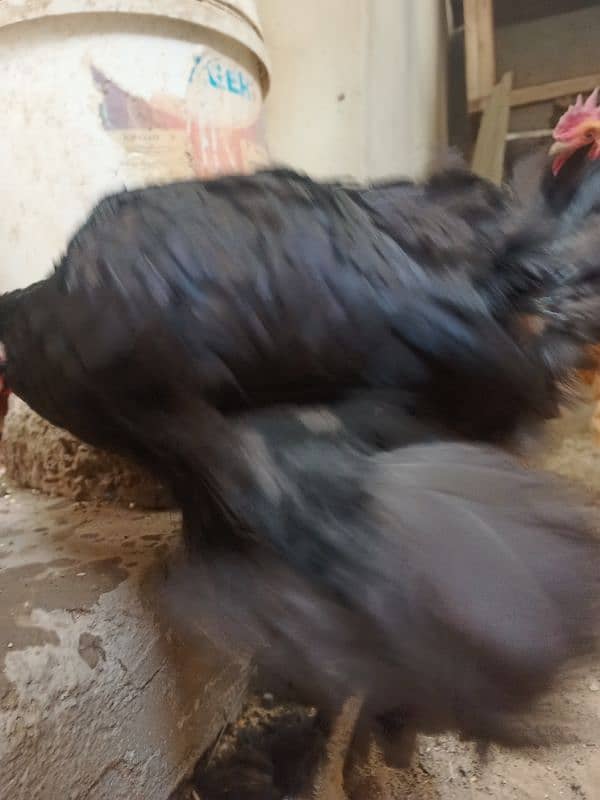 Black Heavy Buff females for Sale golden buff aseel chicks 2