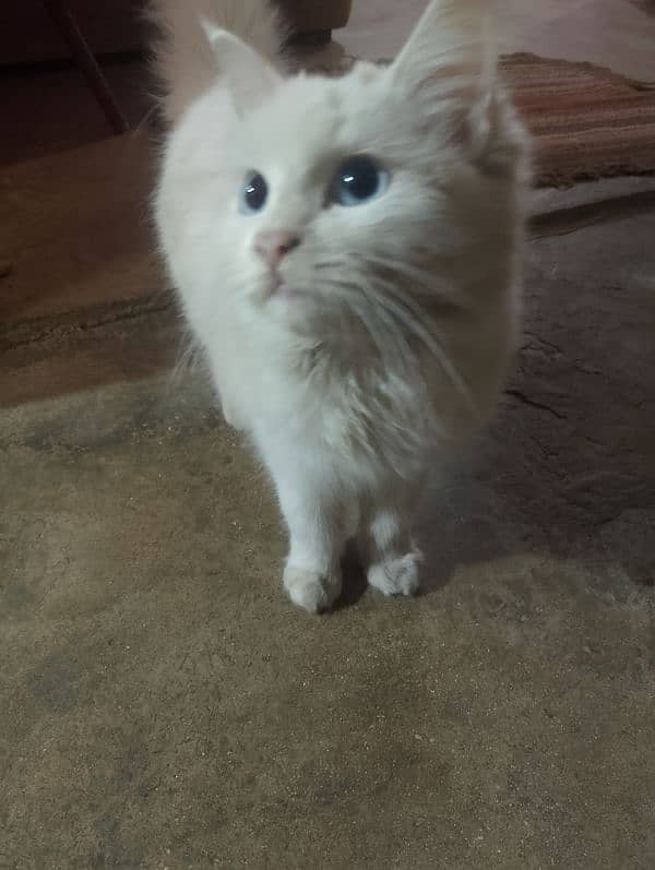 cat for sale/persian kitten/punch face cat/triple coated kitten/blue 3