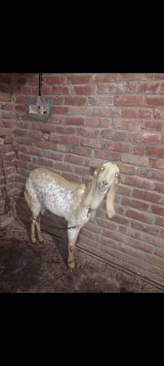 Goat for sale