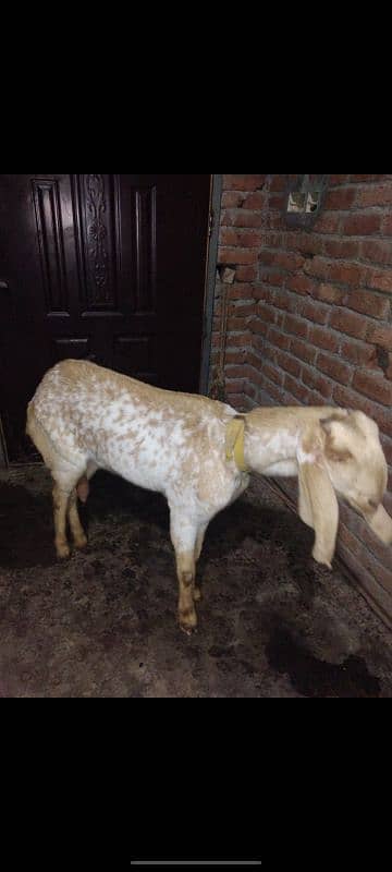 Goat for sale 1