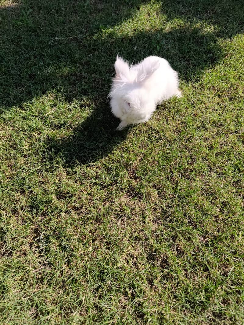 Lionhead Male bunny 1