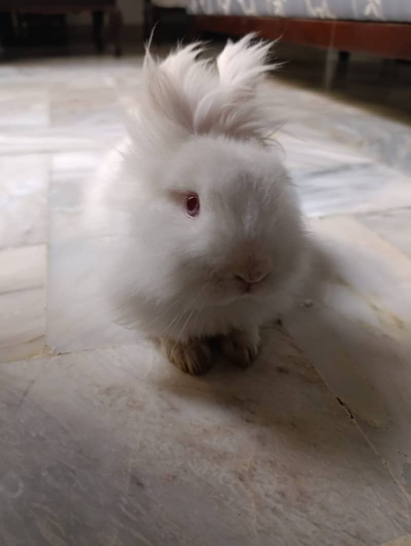 Lionhead Male bunny 2