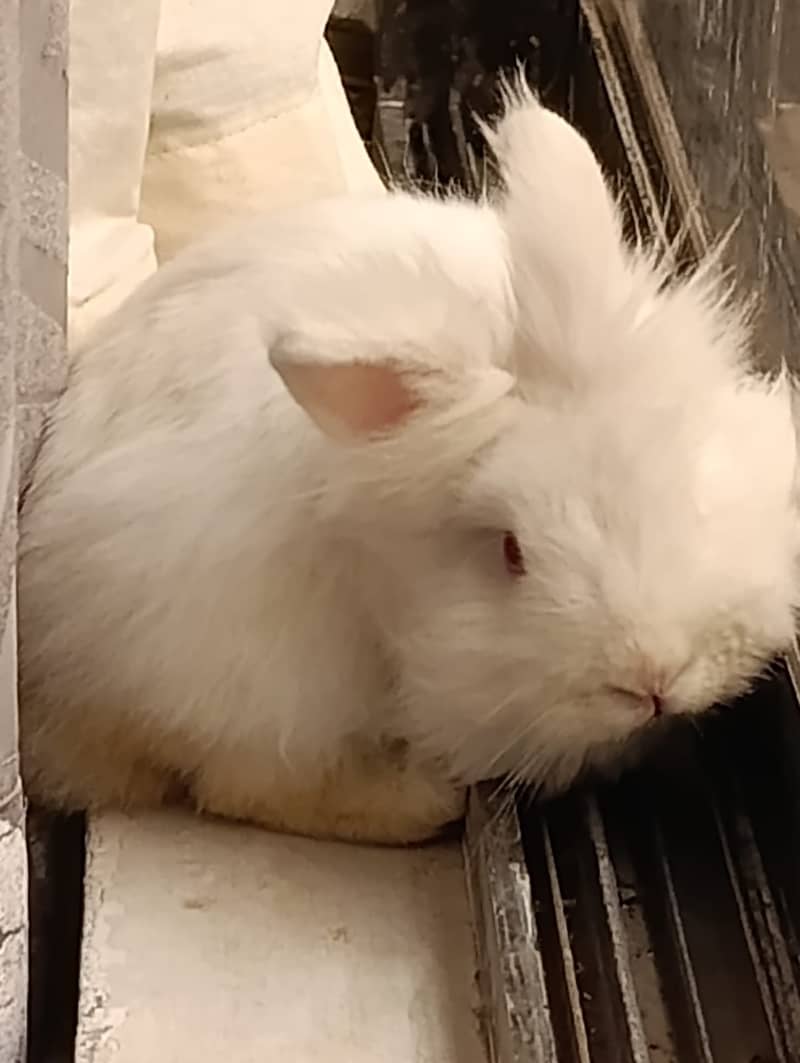 Lionhead Male bunny 3