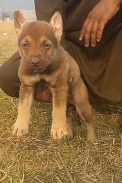 chocolate Belgium Shepherd 2 month For sale available