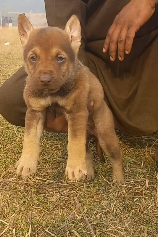 chocolate Belgium Shepherd 2 month For sale available 0