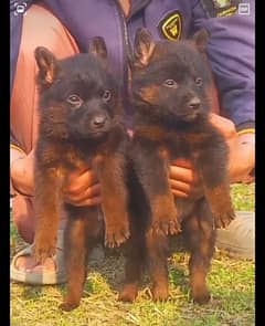 German Shepherd double coat 2 month for sale