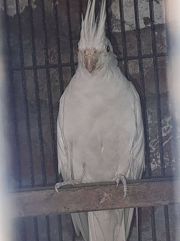 Cockteils white in red eyes and coman white with orange goles 2