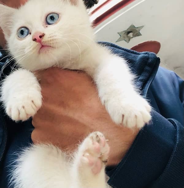 Persian kitten Sky Blue eyes 0